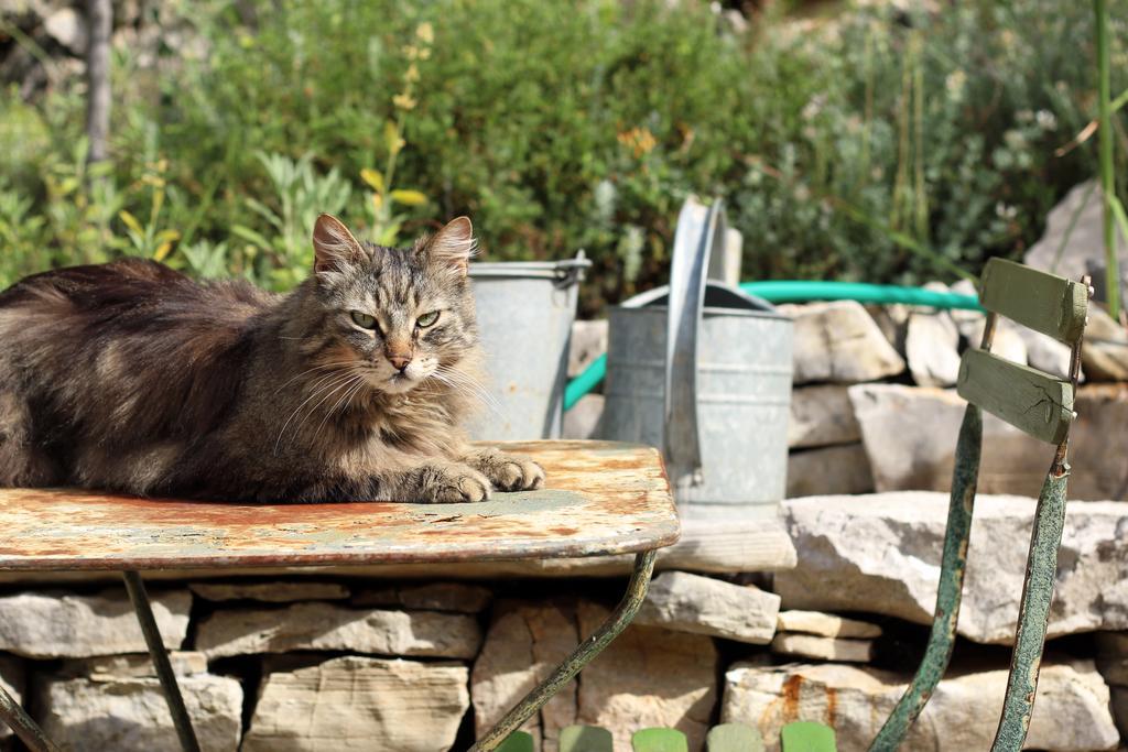 Bed and Breakfast Les Pierres Sauvages Besse-sur-Issole Exterior foto
